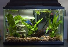 an aquarium with plants and rocks in it