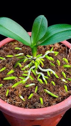 a potted plant with green leaves and brown dirt on the ground, in front of a black background