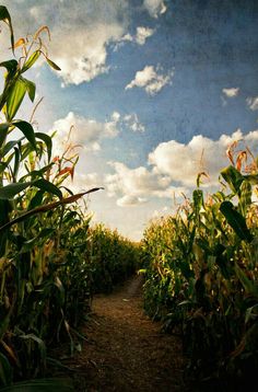 a dirt path between two rows of corn on a sunny day with clouds in the sky