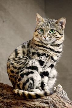 a striped cat sitting on top of a tree branch in front of a gray background