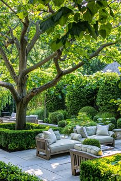 The Best Trees for Adding Privacy and Beauty to Your Backyard Backyard Bar