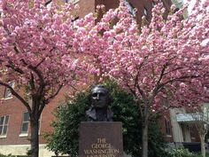 a statue is in front of some trees with pink flowers on it and the words george washington