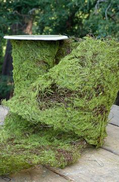 moss growing on top of a piece of wood