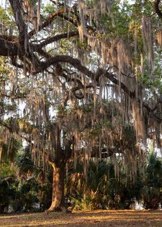 a large tree covered in spanish moss and hanging from it's branches on a sunny day