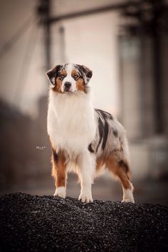 a brown and white dog standing on top of a black rock