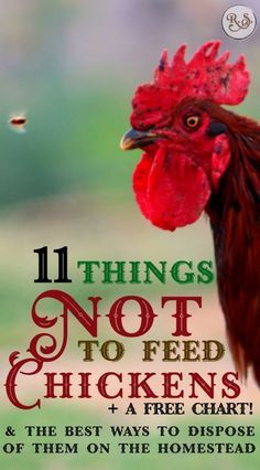 a chicken with the words 11 things not to feed chickens