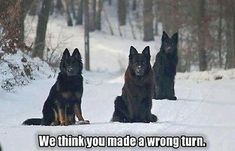 three dogs are sitting in the snow near some trees and bushes with one dog looking at the camera