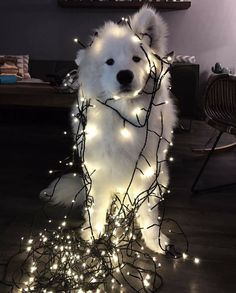 a white dog is standing on its hind legs with christmas lights all over it's fur