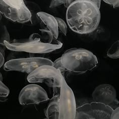 many jellyfish are swimming in the water