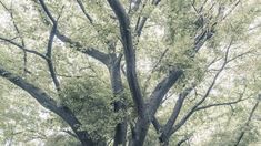 an old tree in the middle of a park