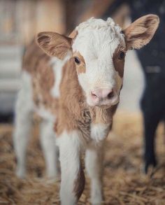 a brown and white calf standing on top of dry grass