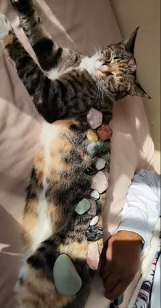 a cat laying on top of a bed next to a person