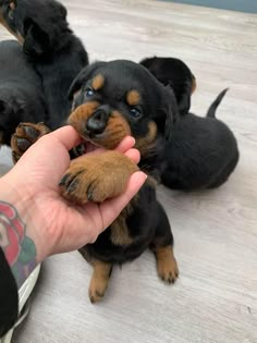 a person is holding a small puppy in their hand while another puppies look on