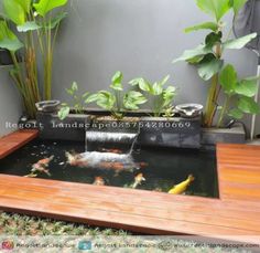 an outdoor pond with fish and plants in it