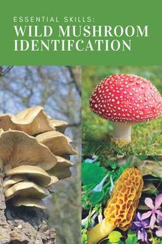 the book cover for essential skills in wild mushroom identification, with pictures of mushrooms and other plants