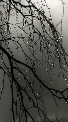 a woman standing in front of a tree with water droplets on it's branches