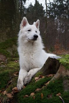 a large white dog laying on top of a lush green forest covered in leaves and moss