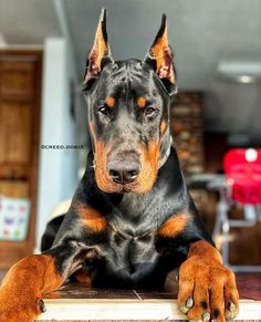 a large black and brown dog laying on top of a table