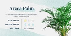 a palm tree in a pot with the words area palm on it's side