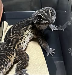 a large lizard sitting on top of a table