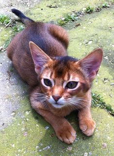 a cat is laying on the ground looking at the camera while it's staring