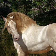 a white horse standing in front of some trees and bushes with its head turned to the side