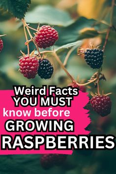 REd and black raspberries hanging from a branch with a text overlay: Weird Facts you must know before growing rasberries. How To Grow Raspberries In A Pot, Raspberry Garden Bed, Berry Garden Design, Raspberry Garden Ideas, Raspberry Trellis Ideas, Grow Raspberries, Rasberry Bushes Growing, Harvesting Raspberries, When To Transplant Raspberry Plants