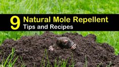 a mouse sitting on top of a pile of dirt with the words natural mole repellent tips and recipes