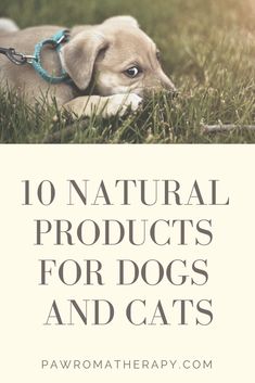 a dog laying in the grass with text overlay that reads 10 natural products for dogs and cats