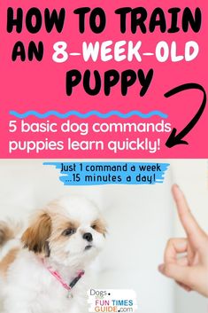 how to train an 8 - week - old puppy for the first time in 5 minutes