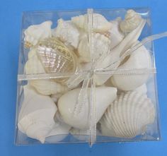 sea shells in a clear box tied with ribbon