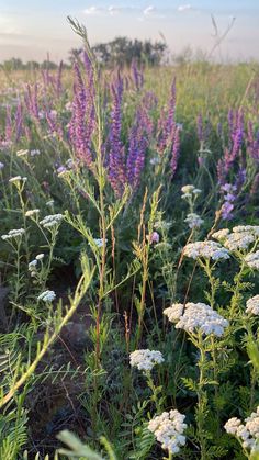 purple and white flowers in the middle of a field