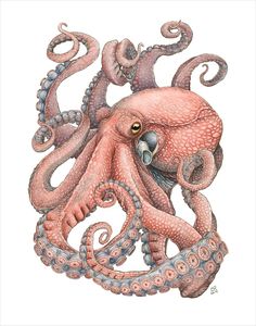 an octopus with its mouth open and tentacles curled up