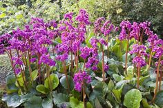 purple flowers are blooming in the garden