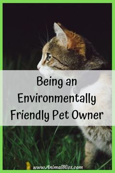 a cat standing in the grass with text reading being an environmentally friendly pet owner