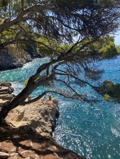 there is a tree on the cliff by the water