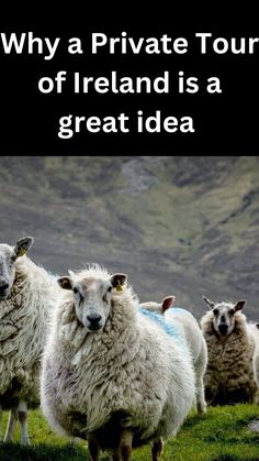 four sheep standing in a field with the caption why a private tour of ireland is a great idea