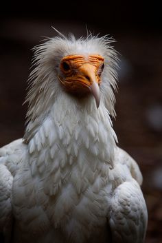 a close up of a white bird with orange beak and long hair on it's head