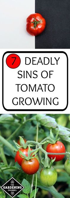 tomatoes growing in the garden with text overlay reading 7 deadly signs of tomato growing