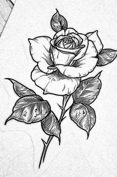 a drawing of a rose with leaves on it