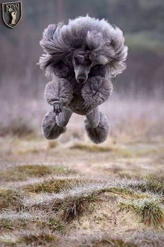 a poodle dog is jumping in the air