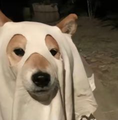 a white dog with brown spots on it's face