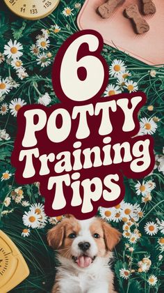 a brown and white dog sitting on top of a flower covered field with the words 6 potty training tips