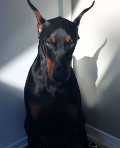 a black and brown dog sitting next to a white wall