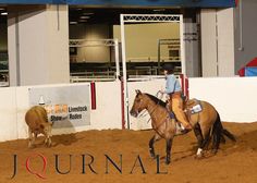 a woman riding on the back of a brown horse next to a cow in an arena