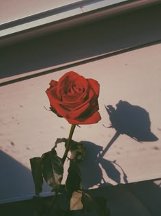 a single red rose sitting on top of a window sill next to a shadow