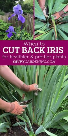 How to Prune Irises. When to cut back irises for healthier, more attractive plants. Learn here how to care for the big floppy flower blooms. All about planting irises and growing irises. Add this elegant flower to your flower garden and get tips on care. #Irises How To Plant Bearded Iris, Pruning Plants How To, How To Care For Irises, Iris Beds Flowers Garden, How To Grow Iris Plants, Planting Iris Rhizomes, Pruning Irises, What To Plant With Irises