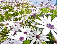 many white and purple flowers are in the grass