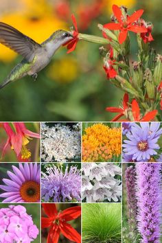 a collage of different flowers and birds