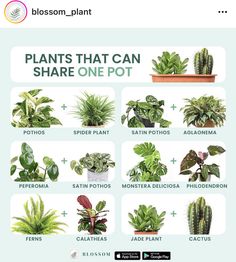 the plants that can share one pot are shown in this screenshote screen shot